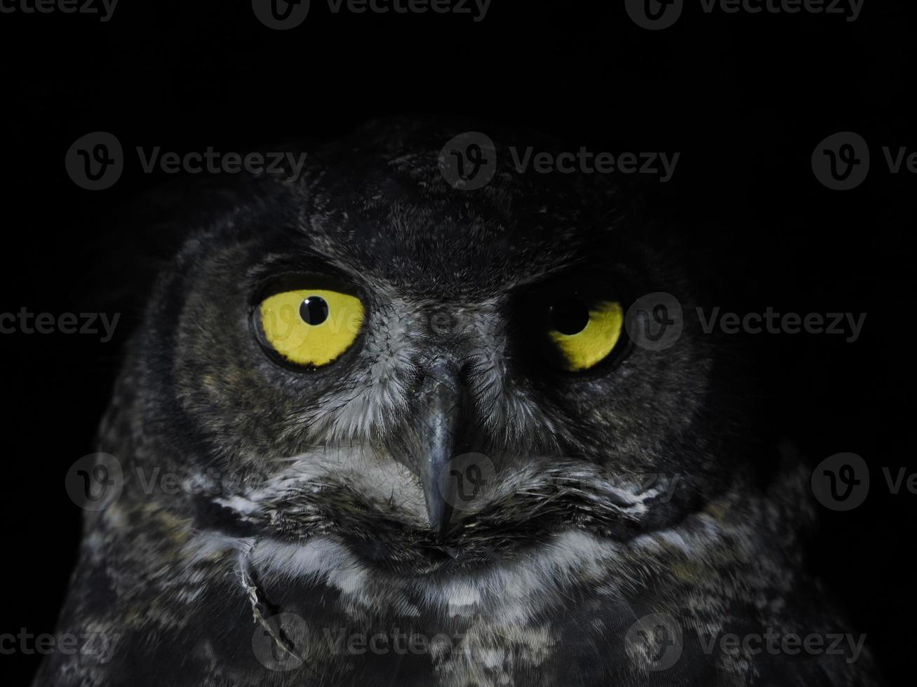 bubo virginianus coruja portait isolado em preto foto