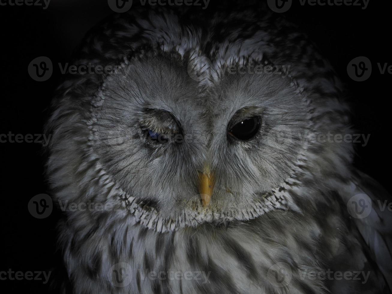 portait de coruja strix uralensis isolado em preto foto