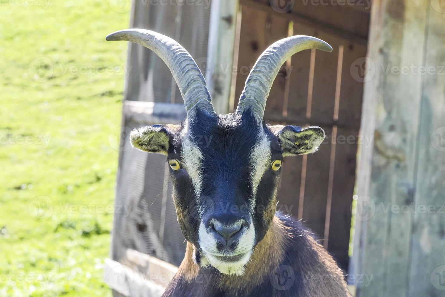 cabra fechar retrato olhando para você foto