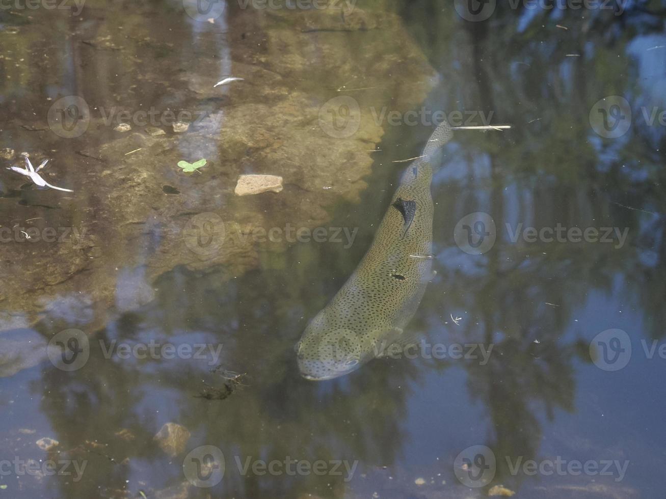 truta em um lago debaixo d'água foto