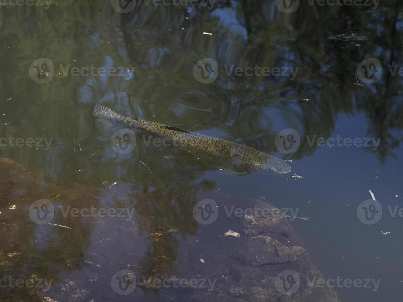 truta em um lago debaixo d'água foto