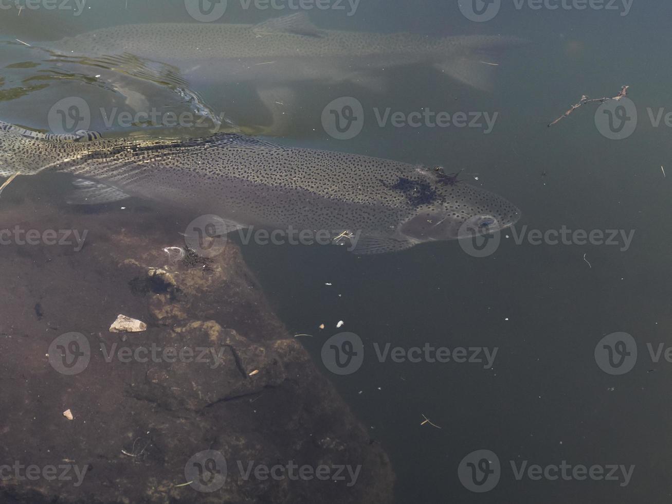 truta em um lago debaixo d'água foto