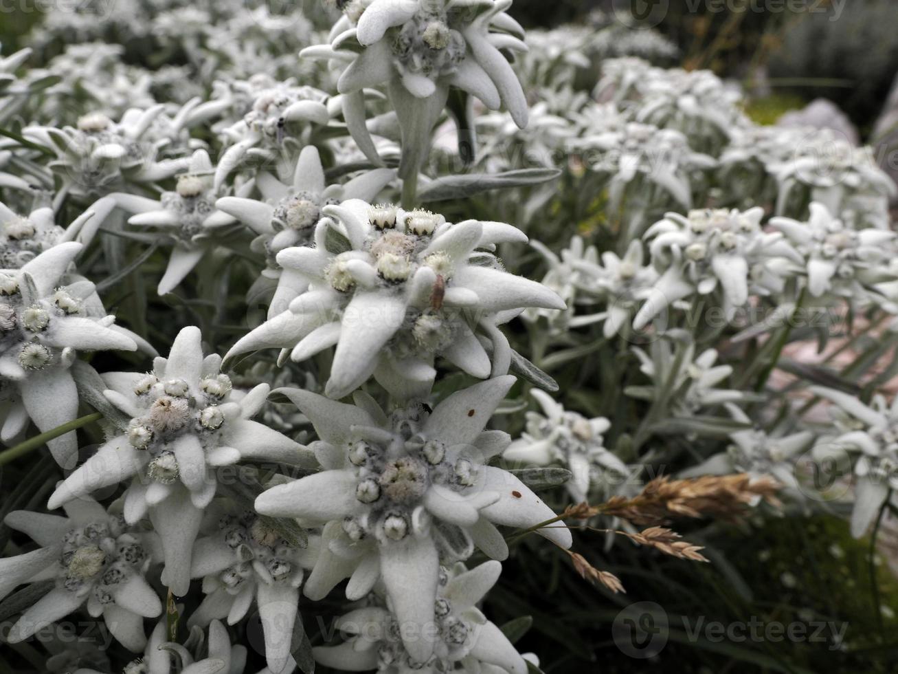 flor de estrela alpina edelweiss nas dolomitas foto