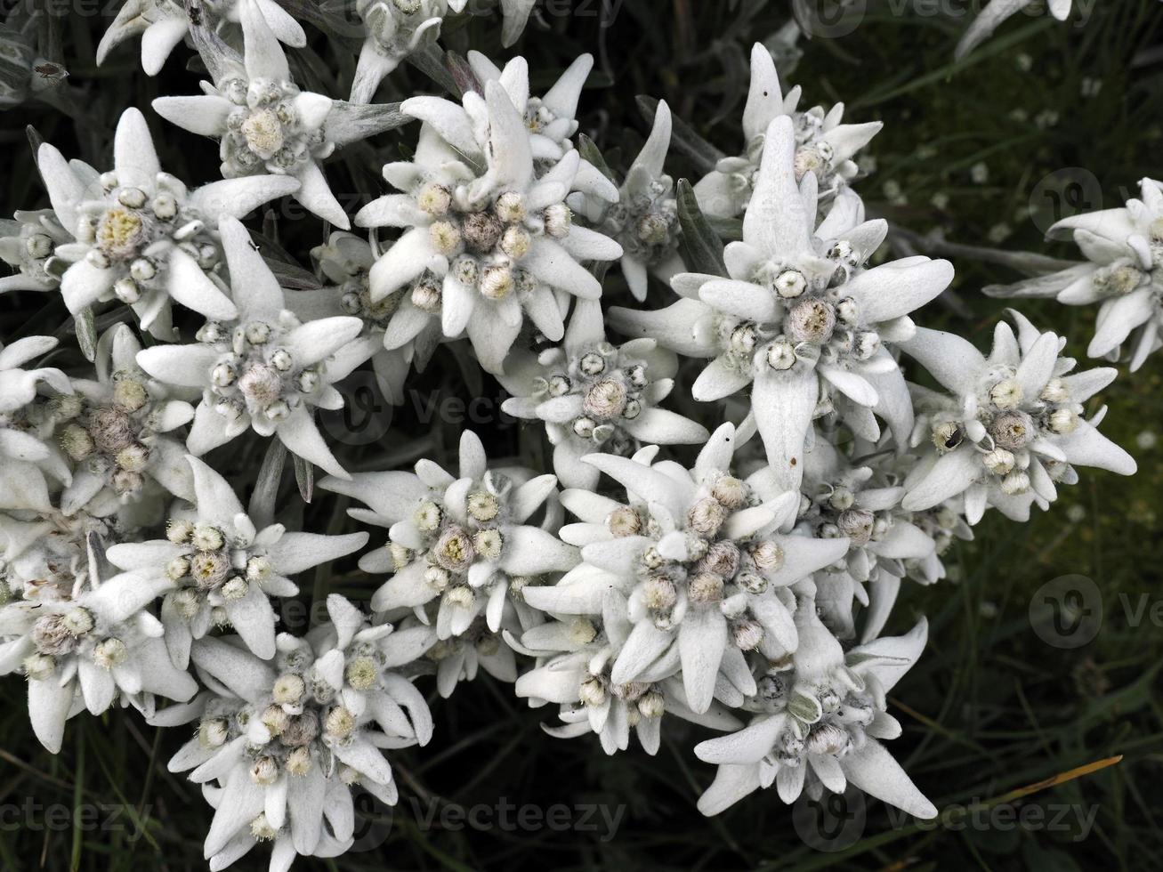 flor de estrela alpina edelweiss nas dolomitas foto