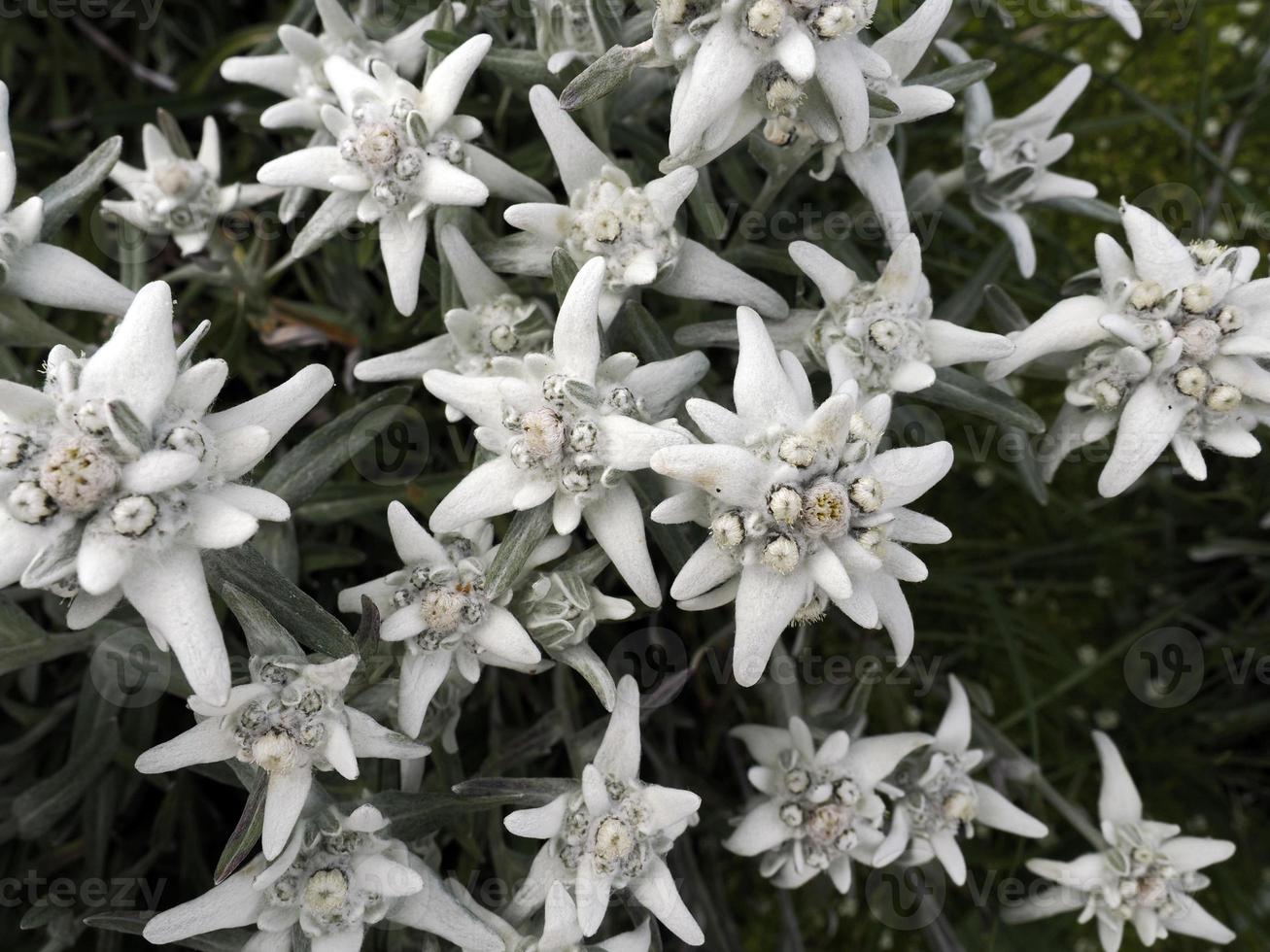 flor de estrela alpina edelweiss nas dolomitas foto