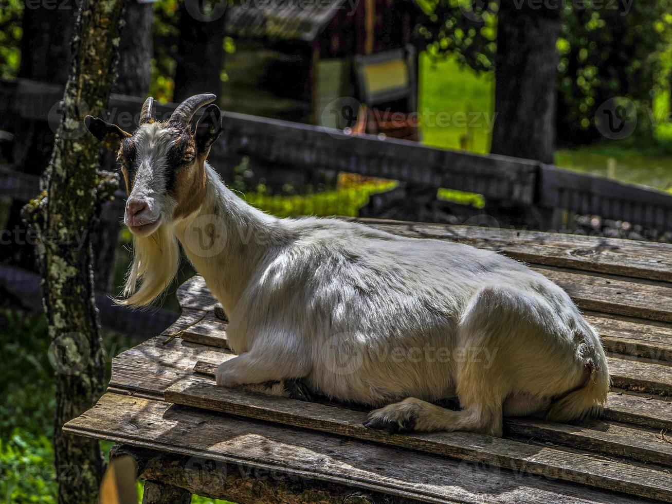 cabra fechar retrato olhando para você foto