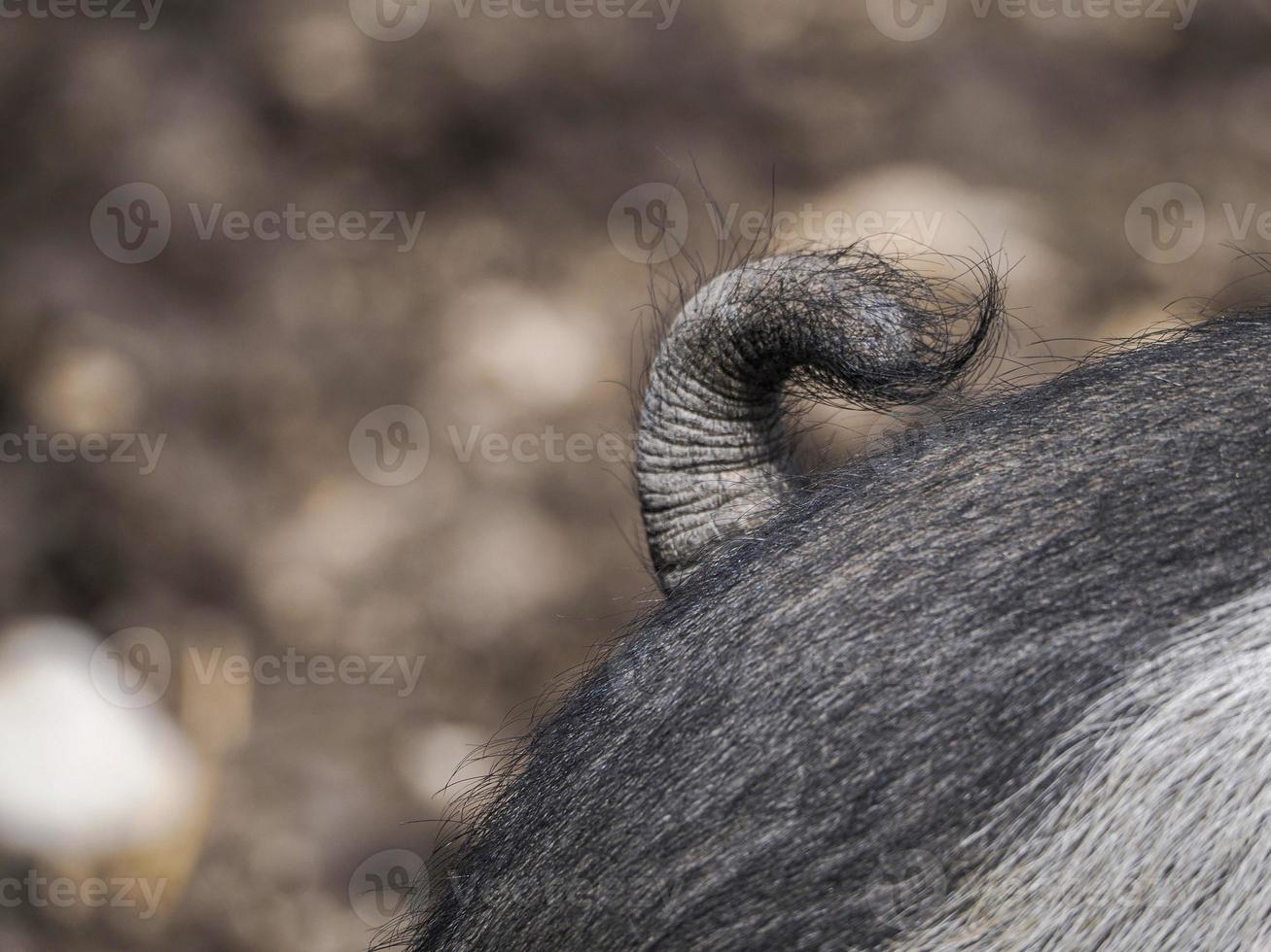 porco rosa e preto fechar detalhe da cauda foto