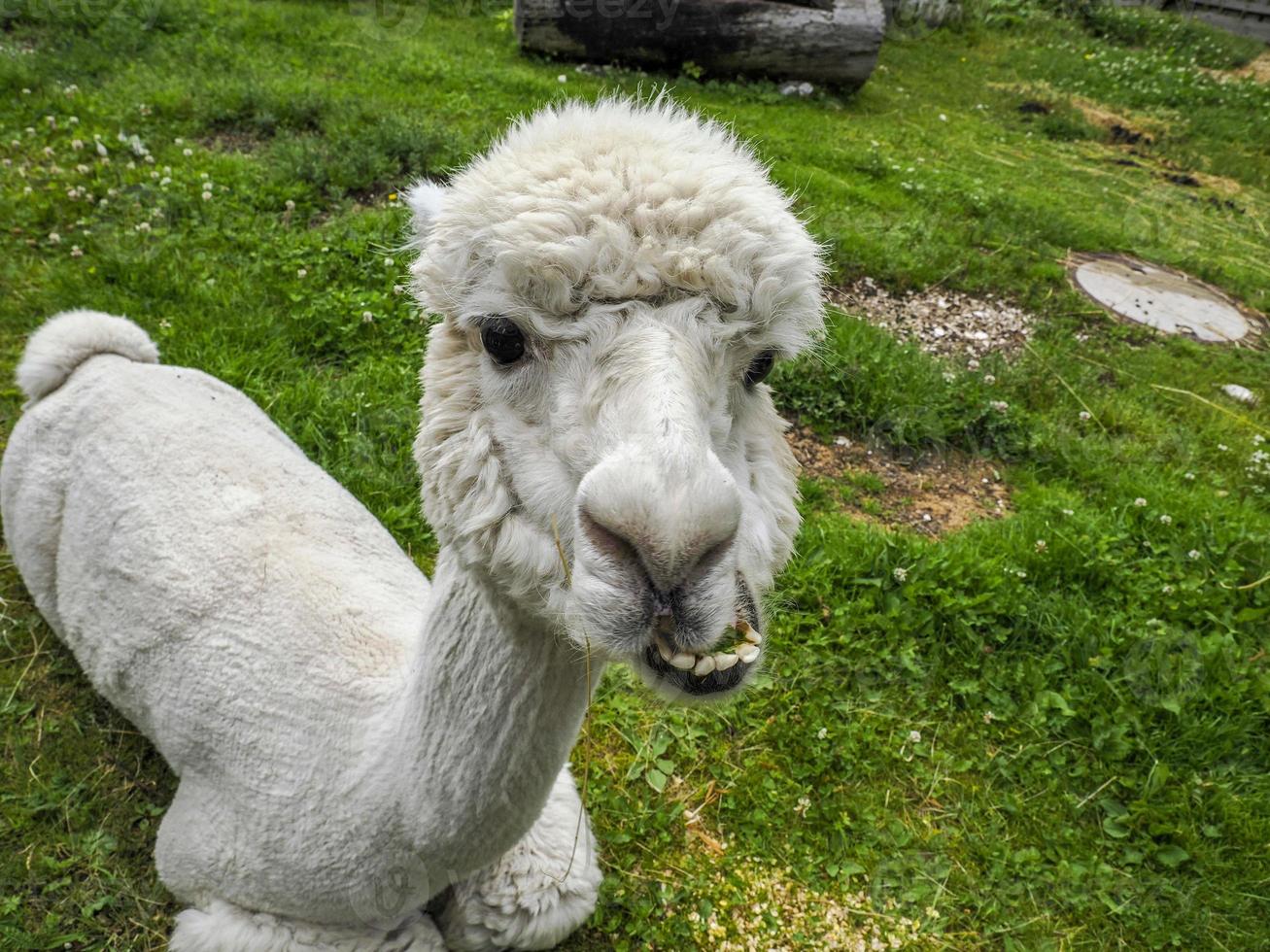 alpaca adorável retrato fofo olhando para você foto