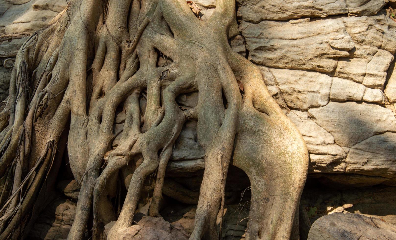 as raízes das árvores crescem em grandes rochas com padrões naturais. é um plano de fundo milagroso e modelos de design de pano de fundo foto