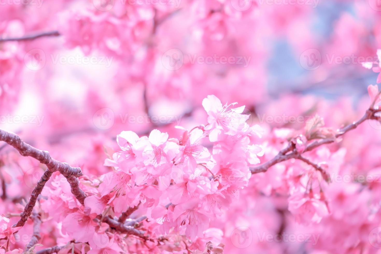foco suave lindas flores de cerejeira rosa sakura com refrescante pela manhã no japão foto