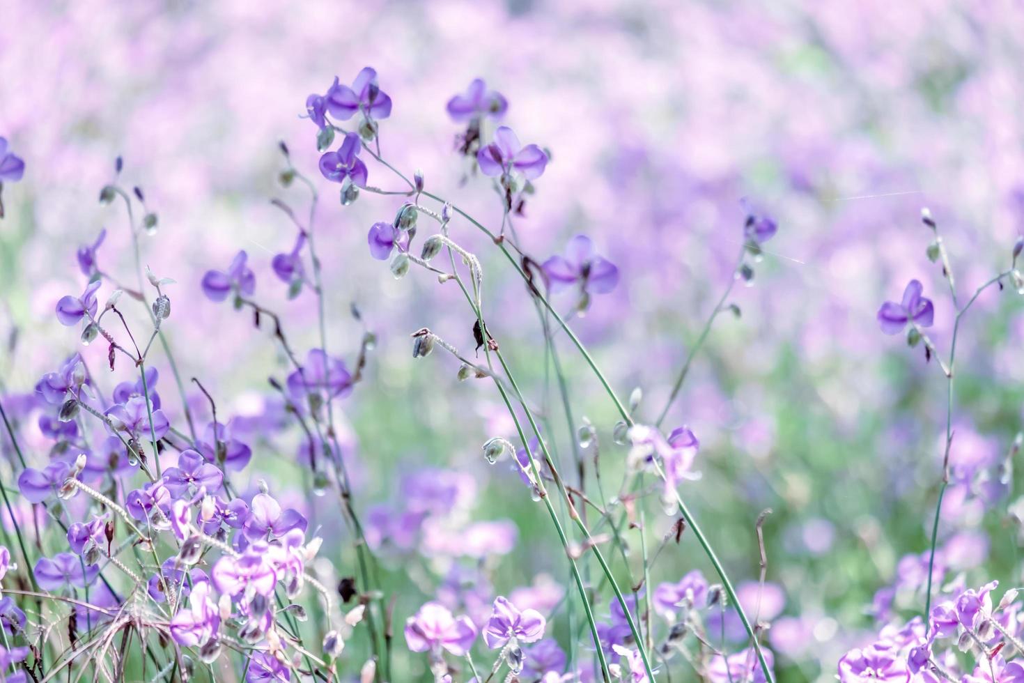 turva de lindas flores silvestres roxas florescendo com refrescante pela manhã, pastel suave no fundo da natureza bokeh foto