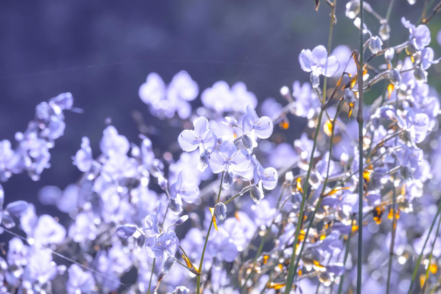 flor de flor turva e roxa no campo. lindo crescimento e flores no prado florescendo pela manhã, natureza de foco seletivo no fundo bokeh, estilo vintage foto