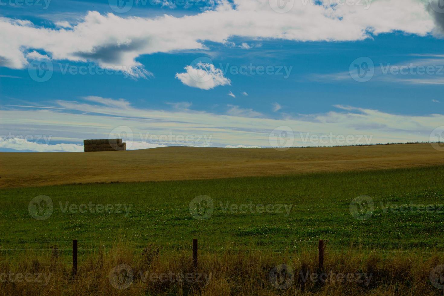 campos de trigo escoceses dourados e ravinas em dunnottar. panorâmico foto