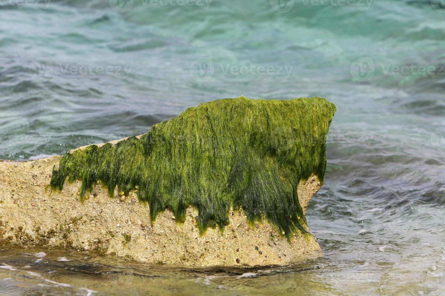 algas nas rochas nas margens do mar mediterrâneo, no norte de israel. foto