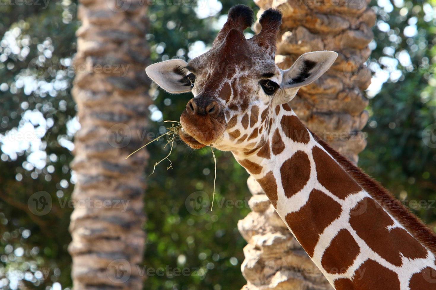 uma girafa vive em um zoológico em israel. foto