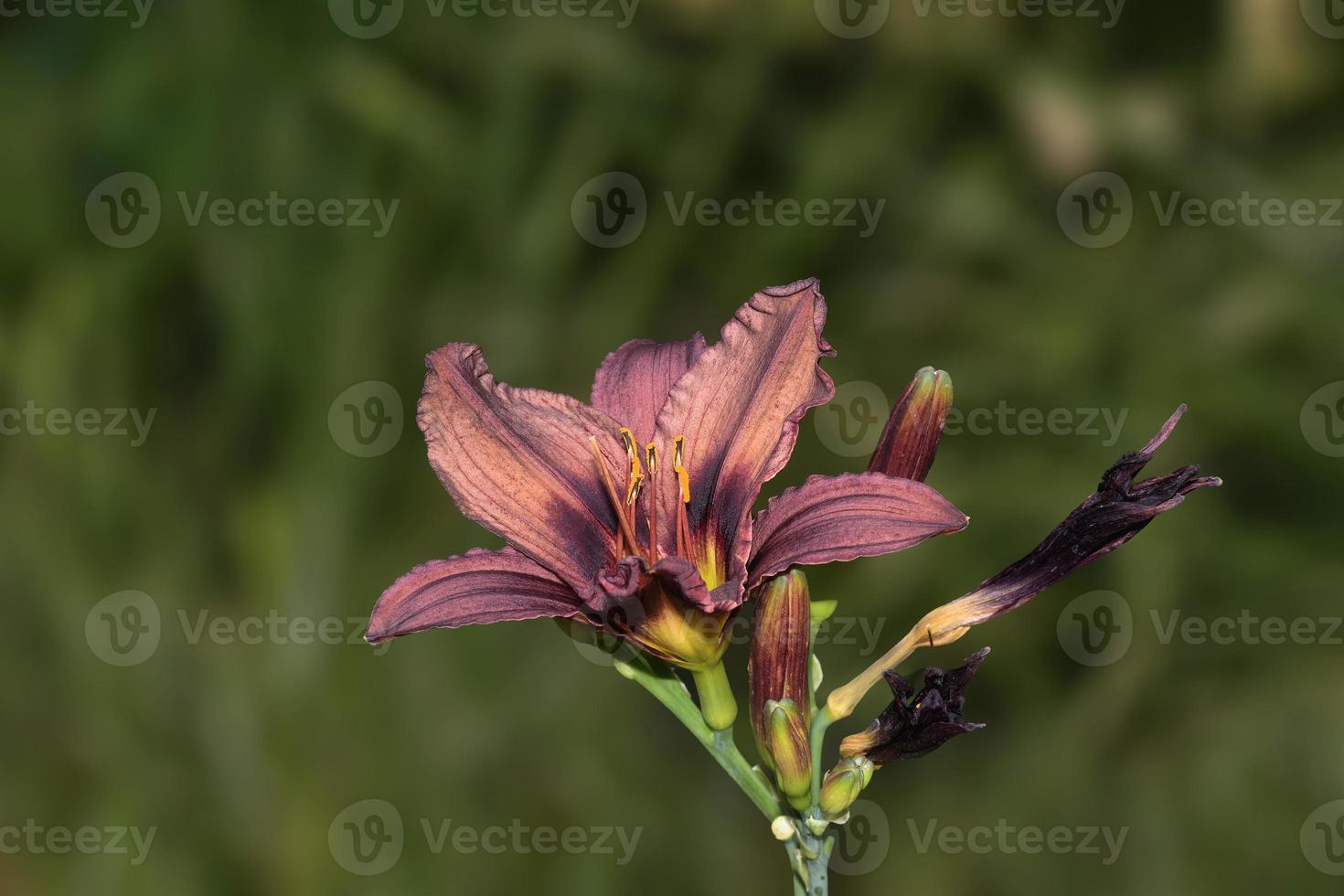 lírio de fogo --lilium bulbiferum--, Alemanha foto