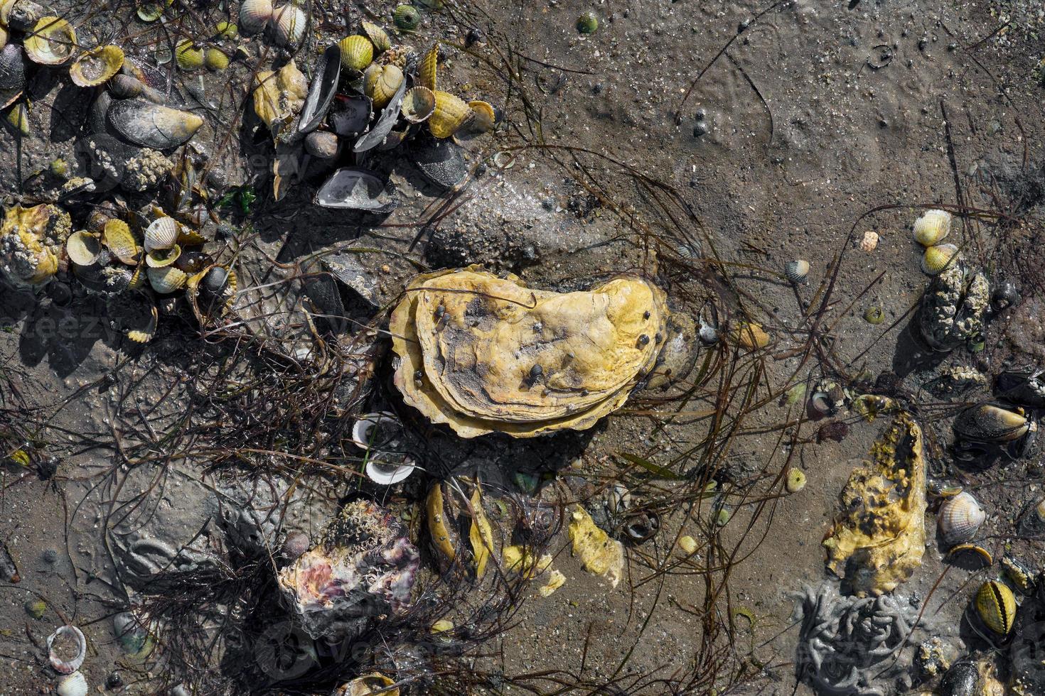 maré baixa no mar do norte, parque nacional wattenmeer, alemanha foto