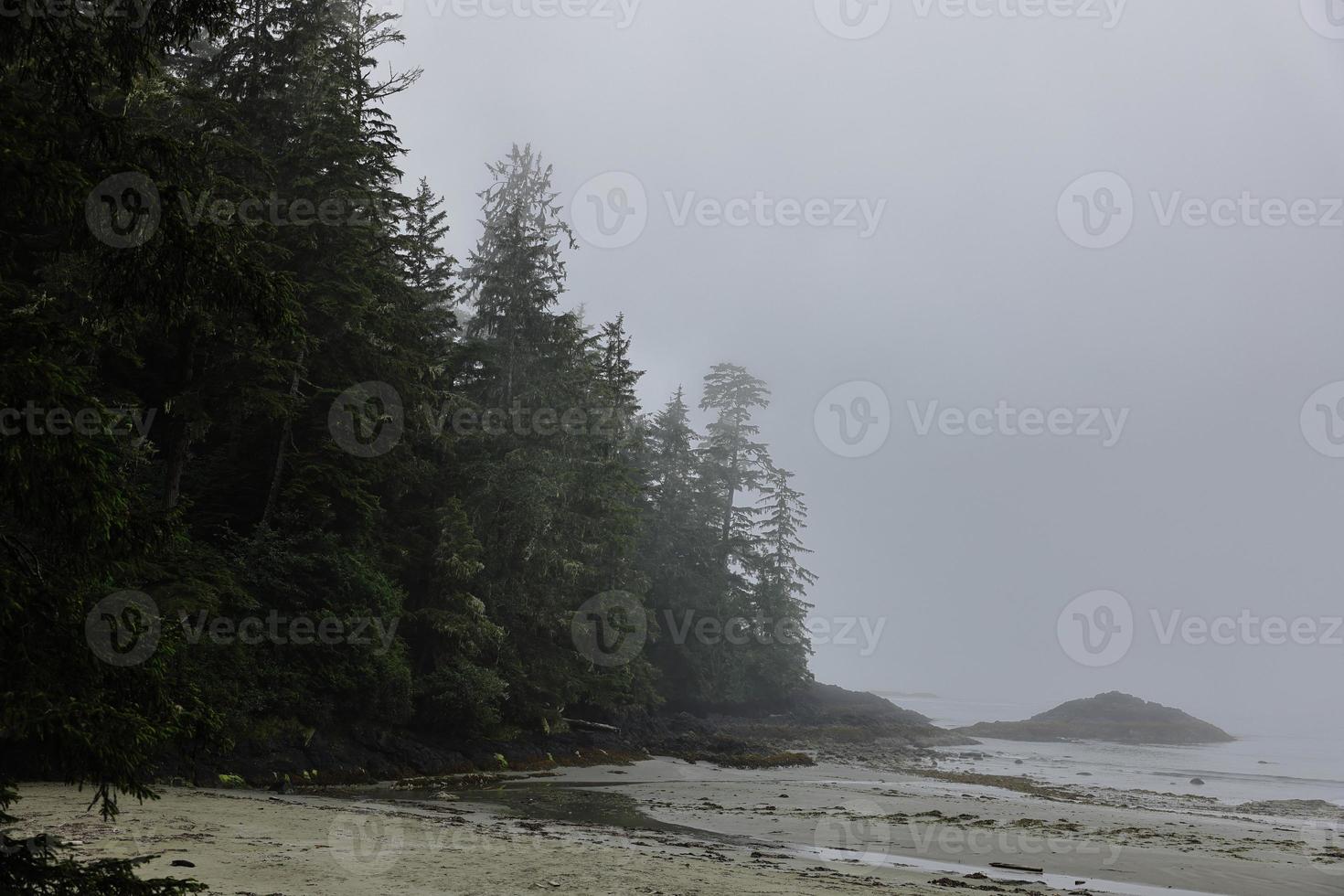 floresta nebulosa na praia foto