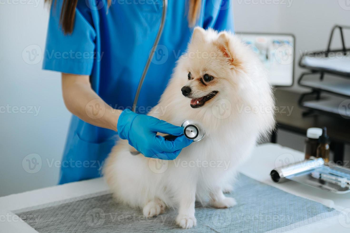 médico veterinário e cachorrinho da pomerânia na ambulância veterinária foto