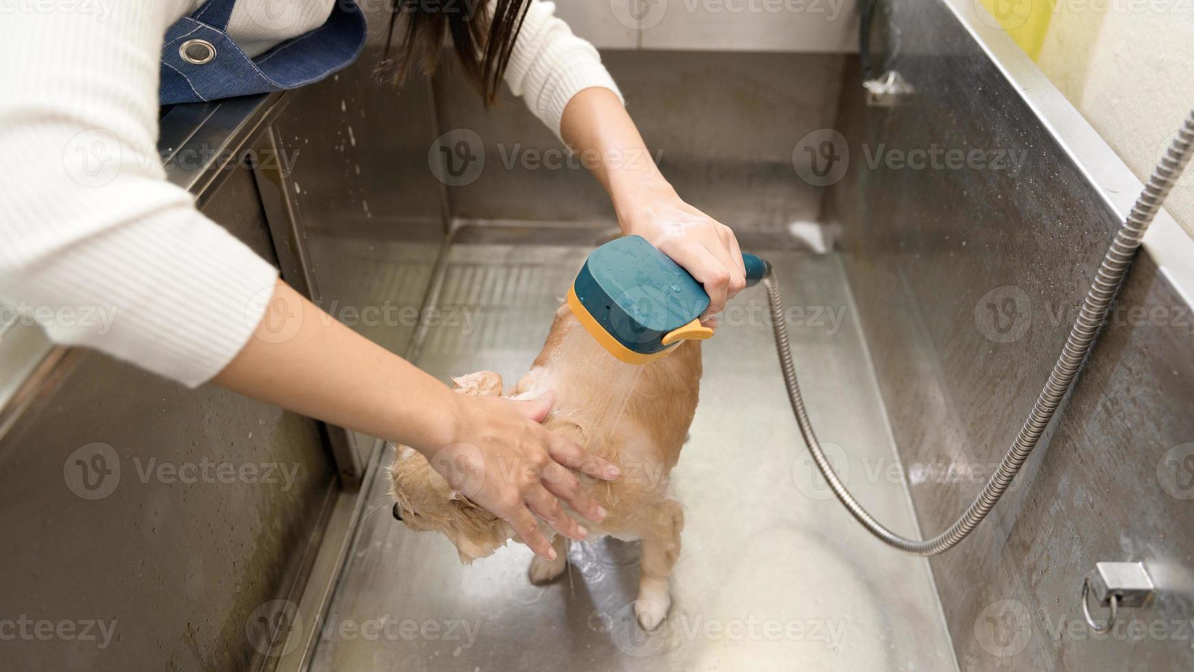 aparador profissional feminino tomando banho no salão de beleza do spa para animais de estimação foto