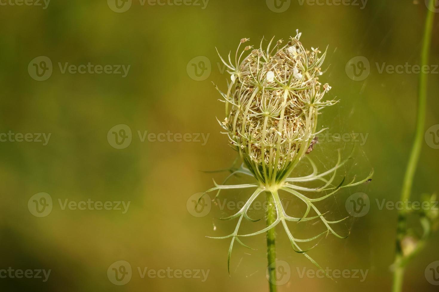 close-up de flor fechada de cenoura selvagem com fundo natural verde turva foto