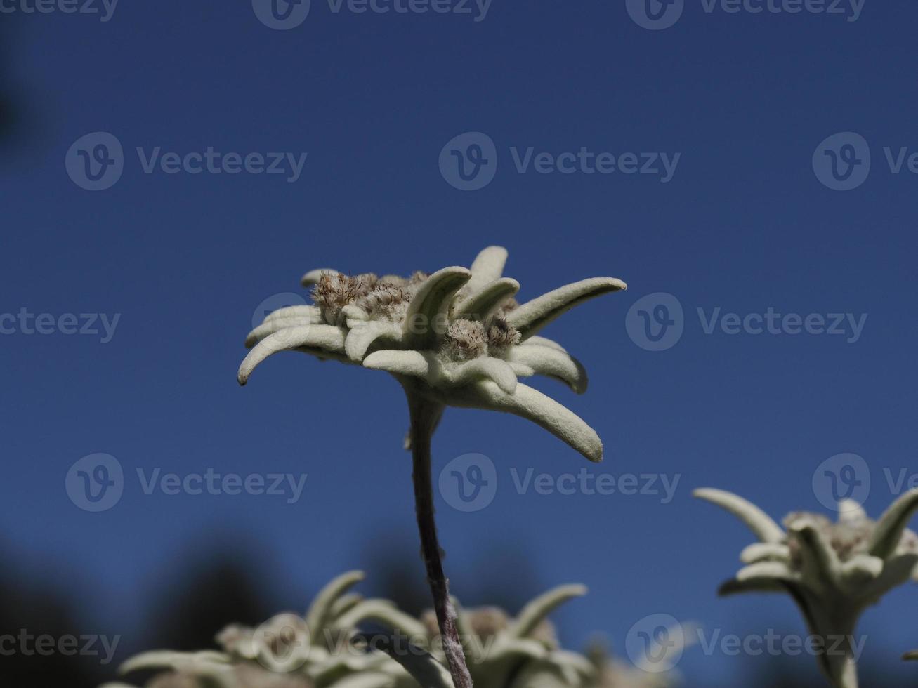 detalhe da flor estrela alpina edelweiss close-up foto