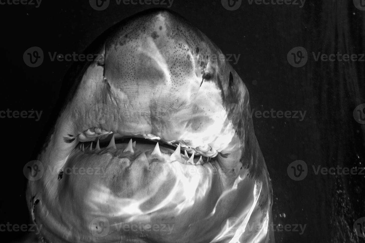 grande ataque de tubarão branco foto