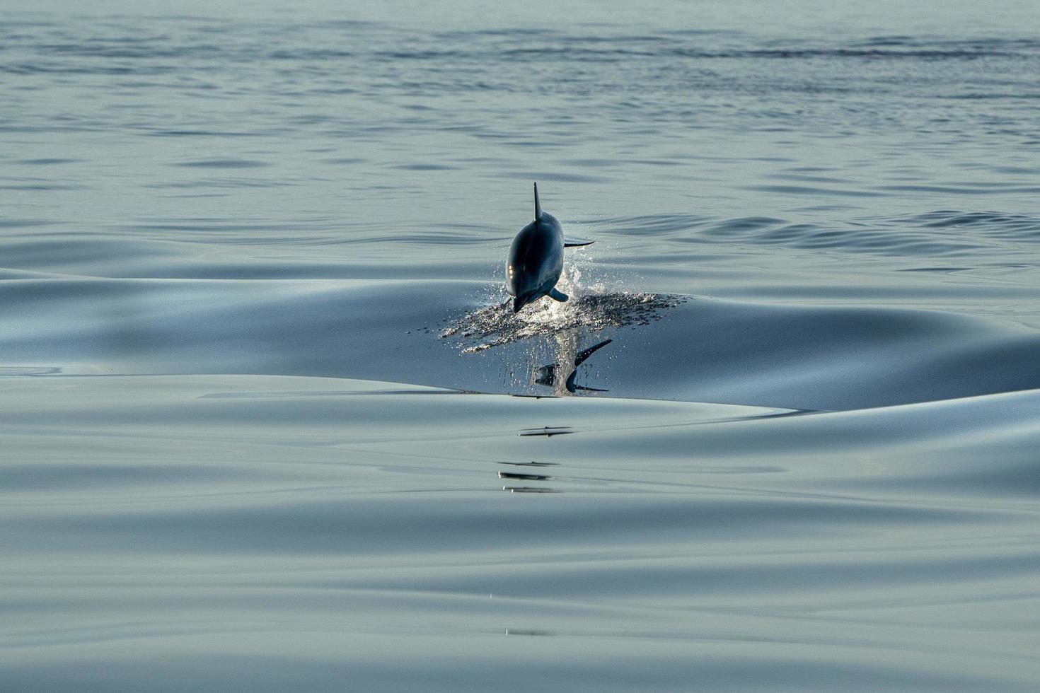 golfinhos listrados enquanto pulando no mar azul profundo foto