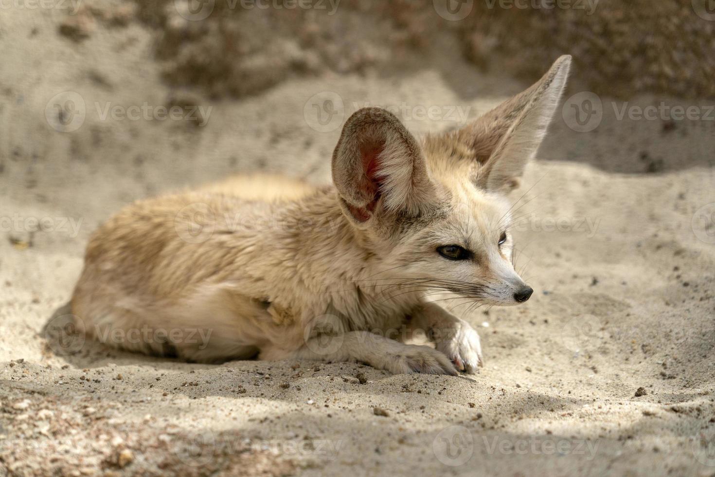 retrato de raposa do deserto fennec foto