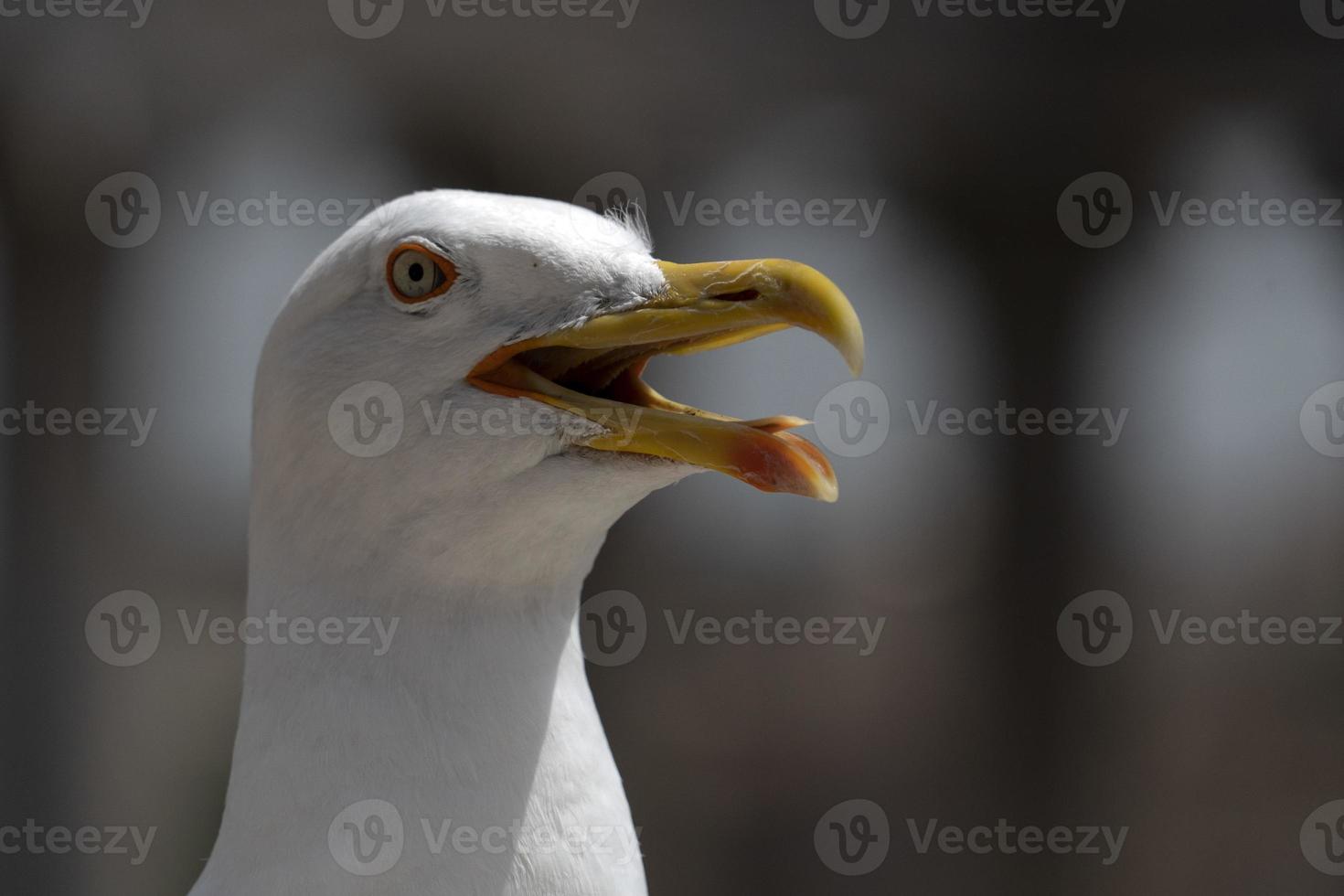 gaivota em ruínas de roma foto