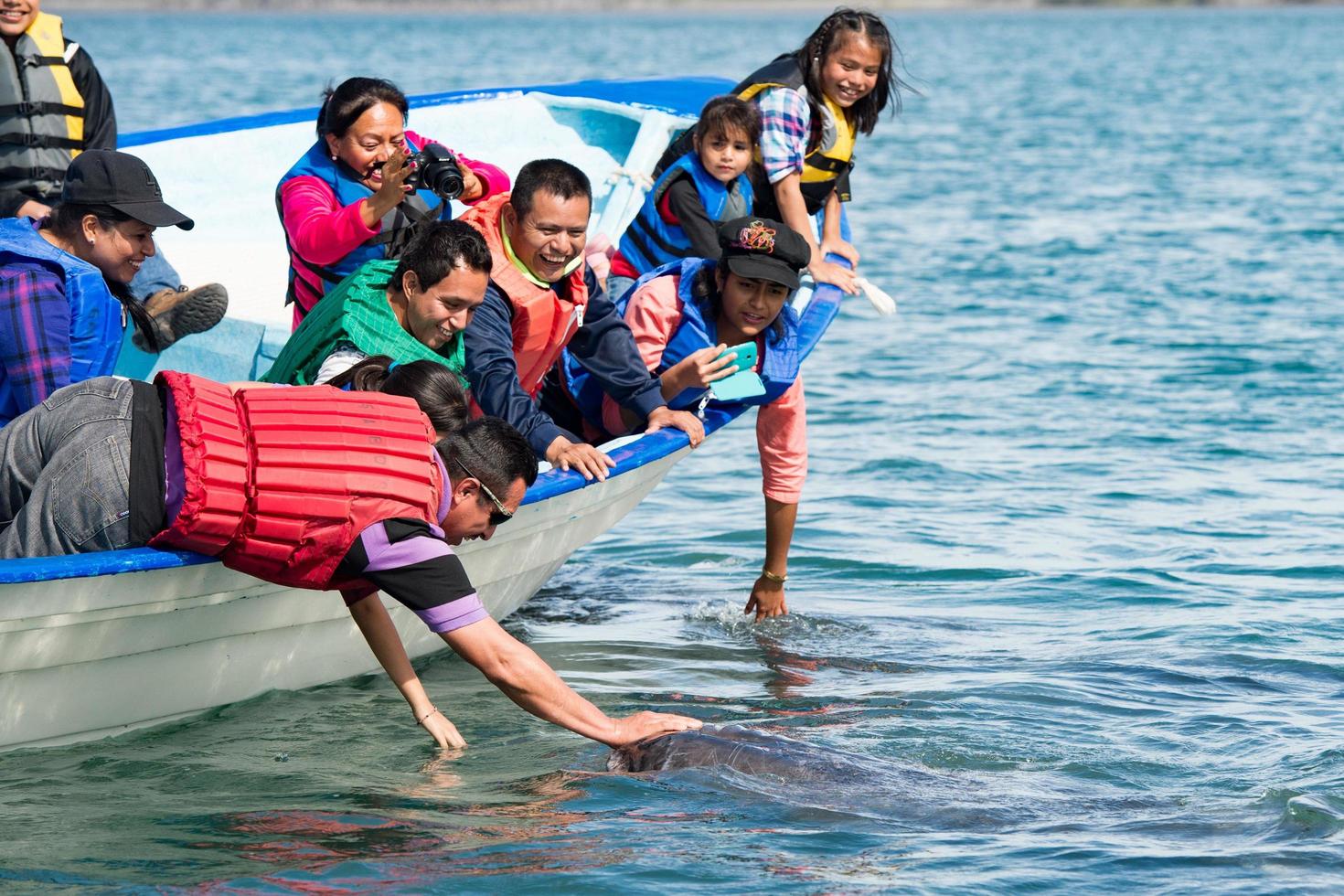 alfredo lopez mateos - méxico - 5 de fevereiro de 2015 - baleia cinzenta se aproximando de um barco foto