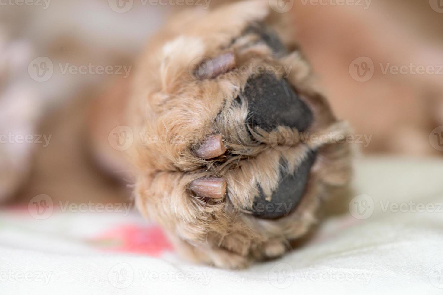 detalhe de macro de pata de cachorro fechar foto