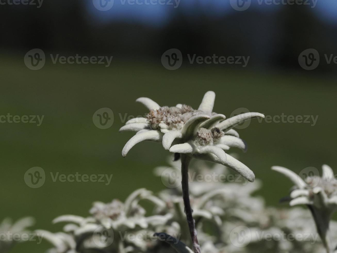 detalhe da flor estrela alpina edelweiss close-up foto