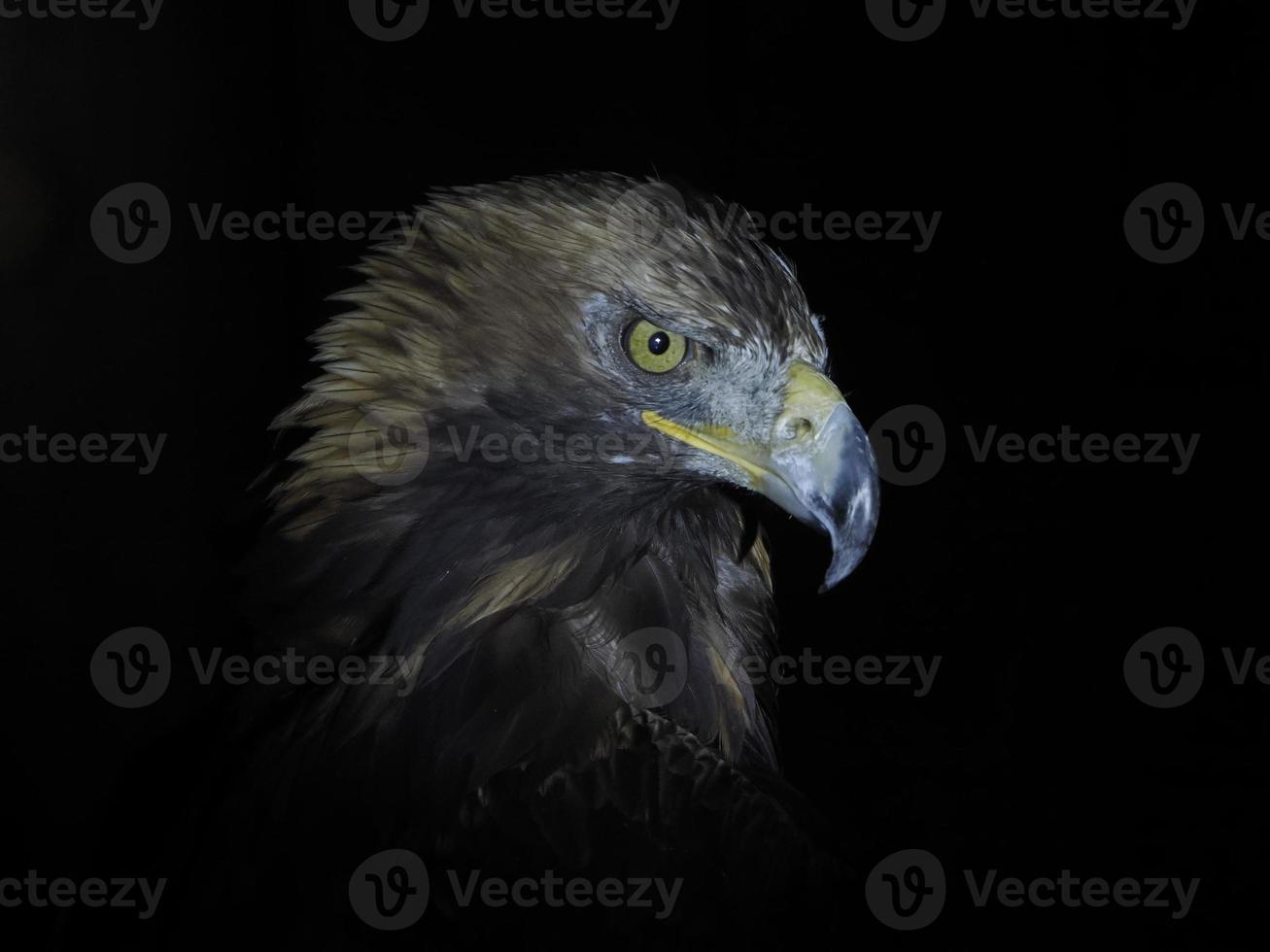 águia aquila chrysaetos isolada em preto foto