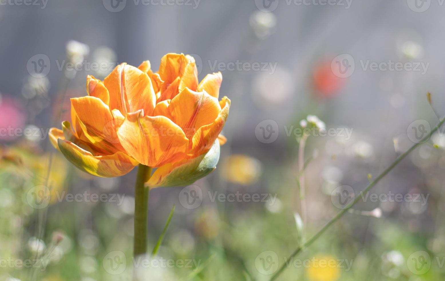 tulipa cilesta, flores de primavera em um dia ensolarado. tulipa, liliaceae. tulipas felpudas vermelho-amareladas florescem cedo no jardim. foco seletivo de uma tulipa amarela no jardim com folhas verdes. foto