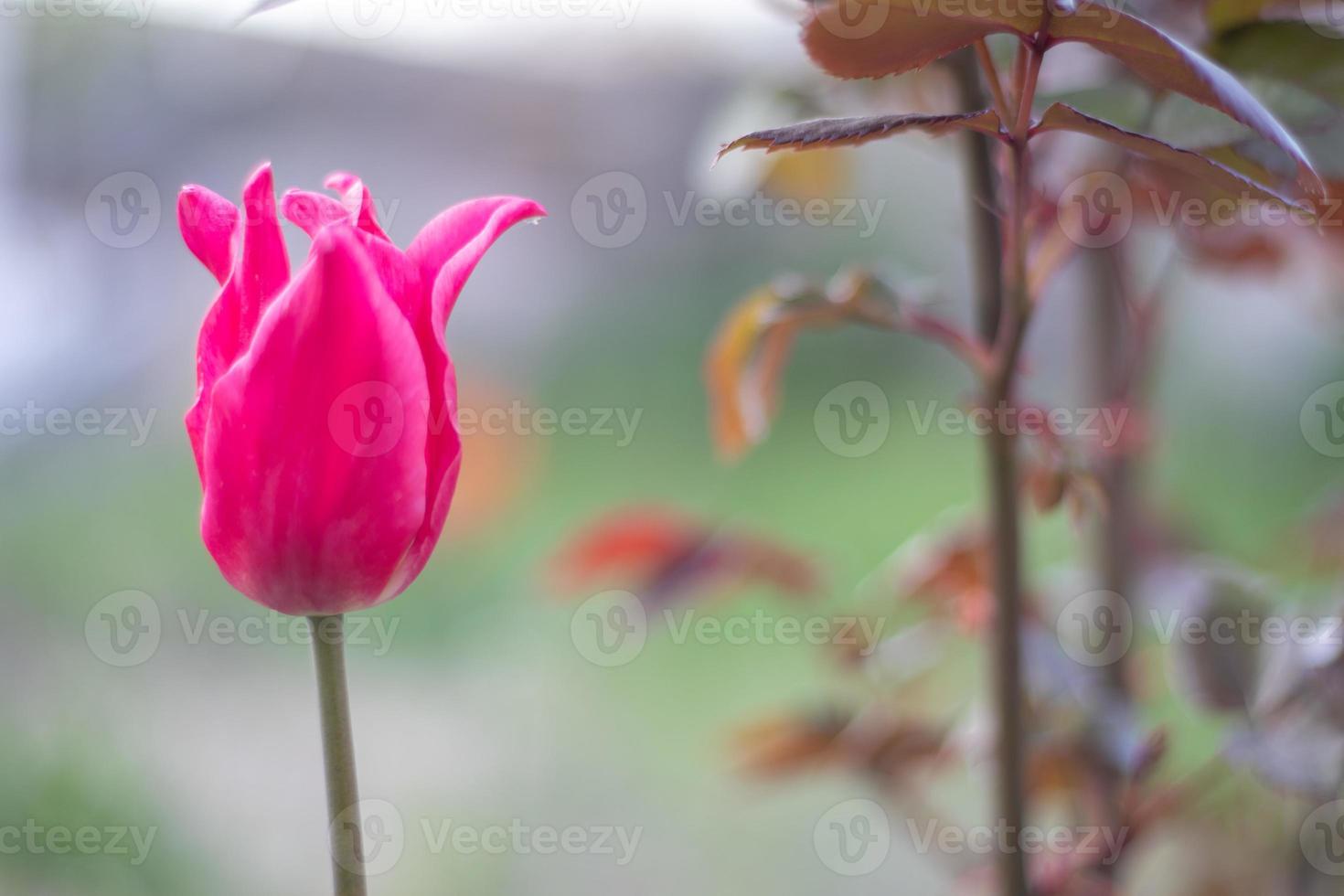 foco seletivo de uma tulipa rosa ou lilás em um jardim com folhas verdes. fundo desfocado. uma flor que cresce entre a grama em um dia quente e ensolarado. primavera e Páscoa fundo natural com tulipa. foto