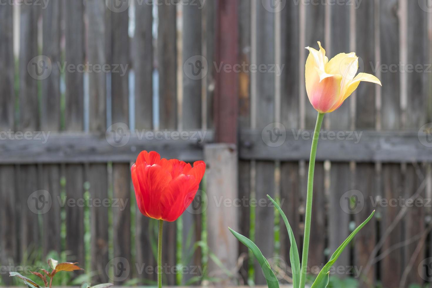 foco seletivo. duas tulipas no jardim com folhas verdes. fundo desfocado.  uma flor que cresce entre a grama em um dia quente e ensolarado. primavera  e Páscoa fundo natural com tulipa. 17380598