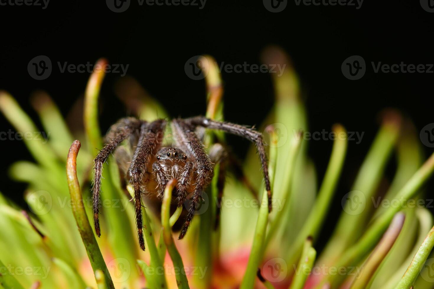 macro aranha em uma flor foto