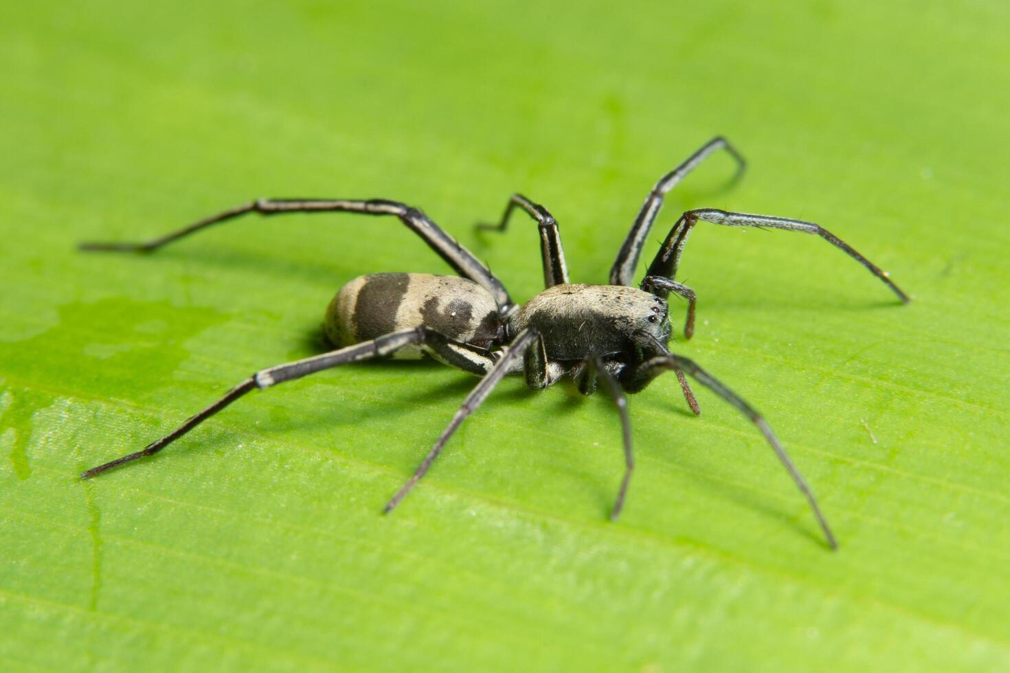 aranha em uma folha, close-up foto