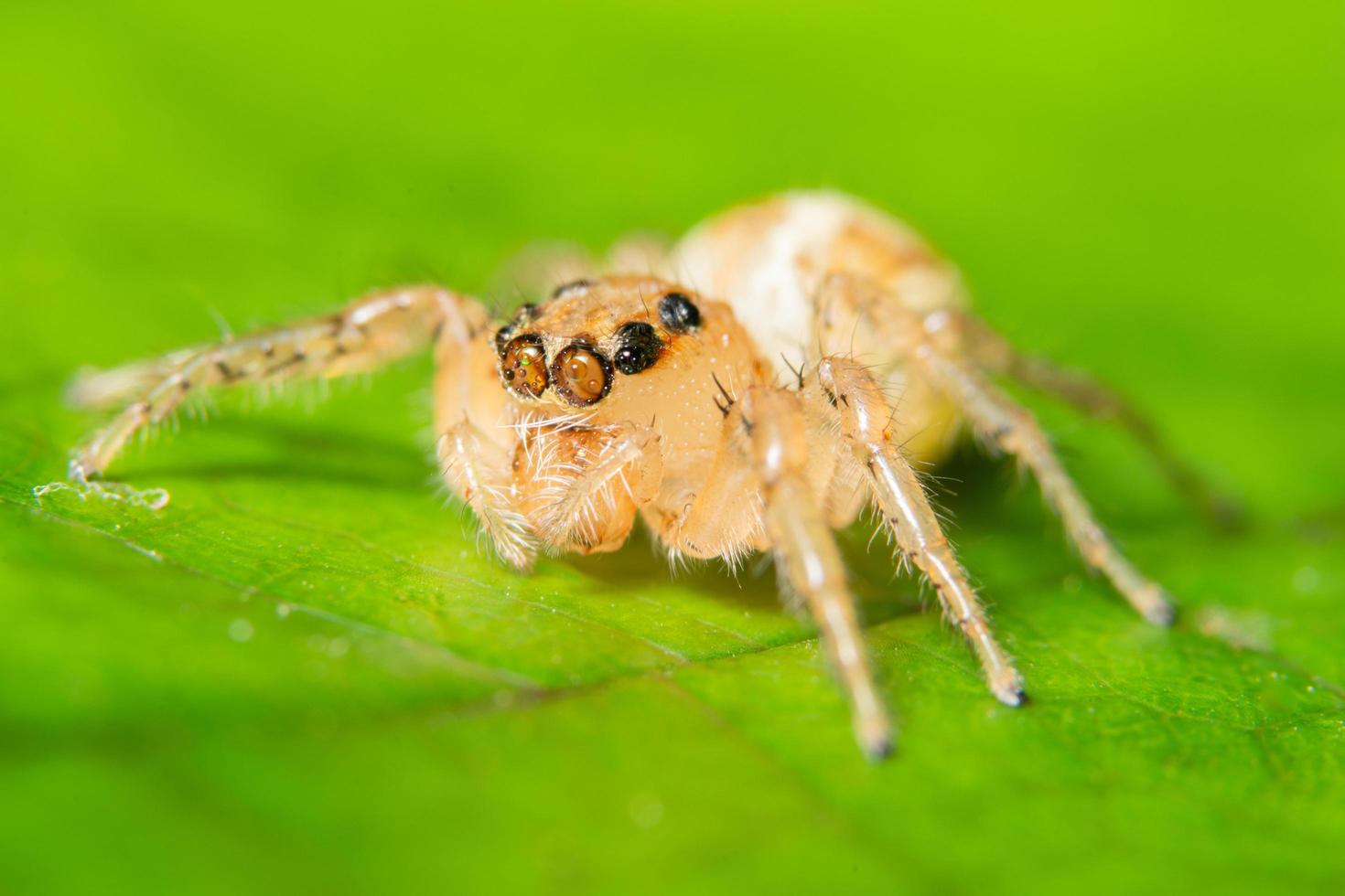 aranha em uma folha verde foto