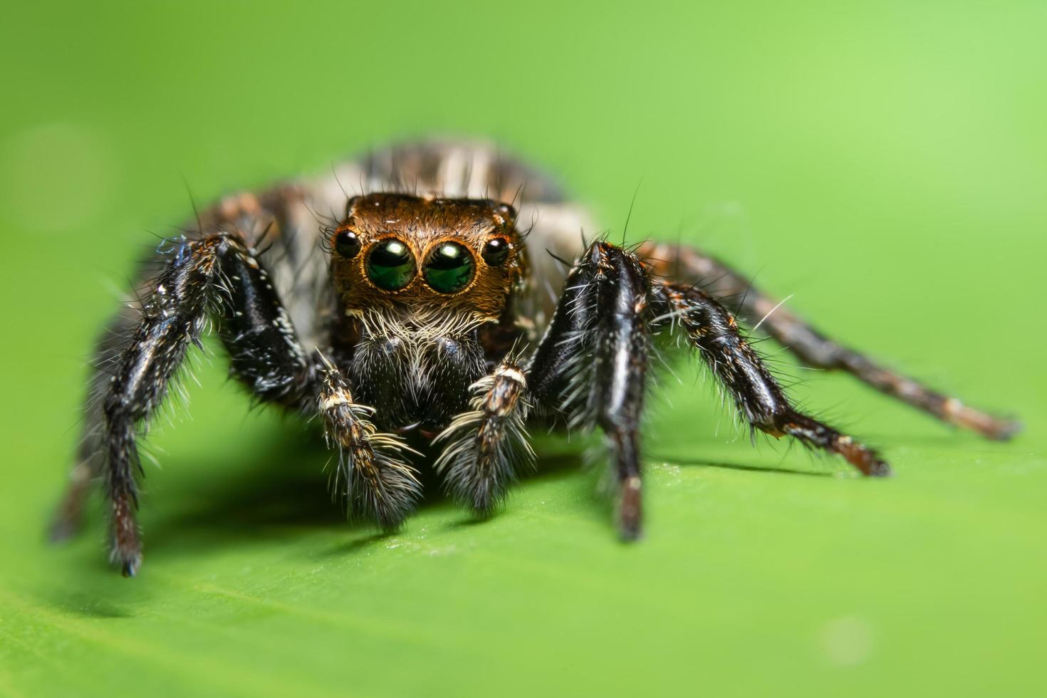 aranha em uma folha verde foto