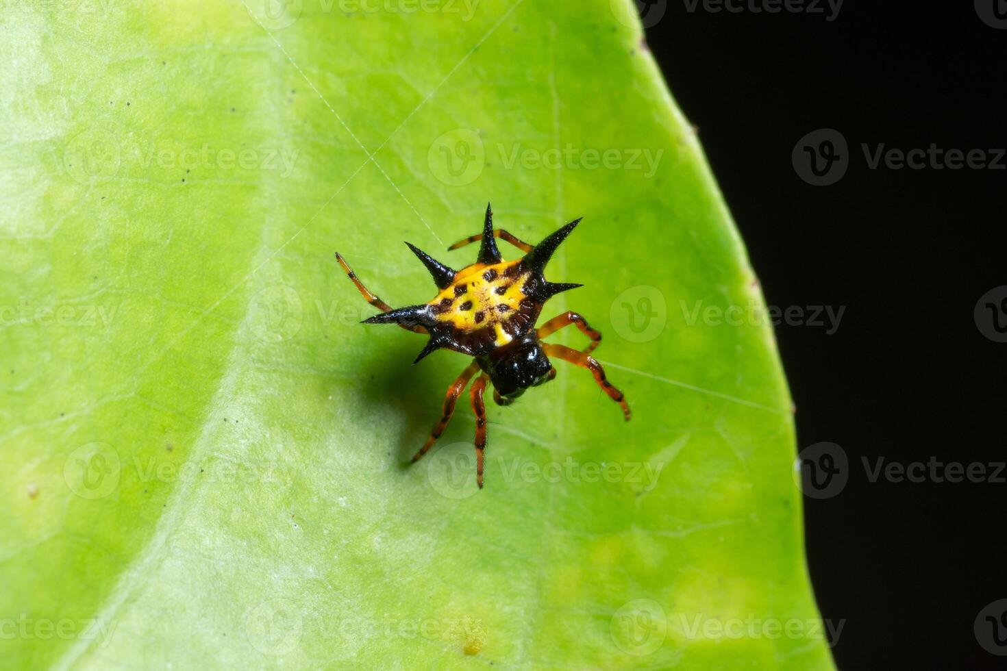 aranha em uma folha verde foto