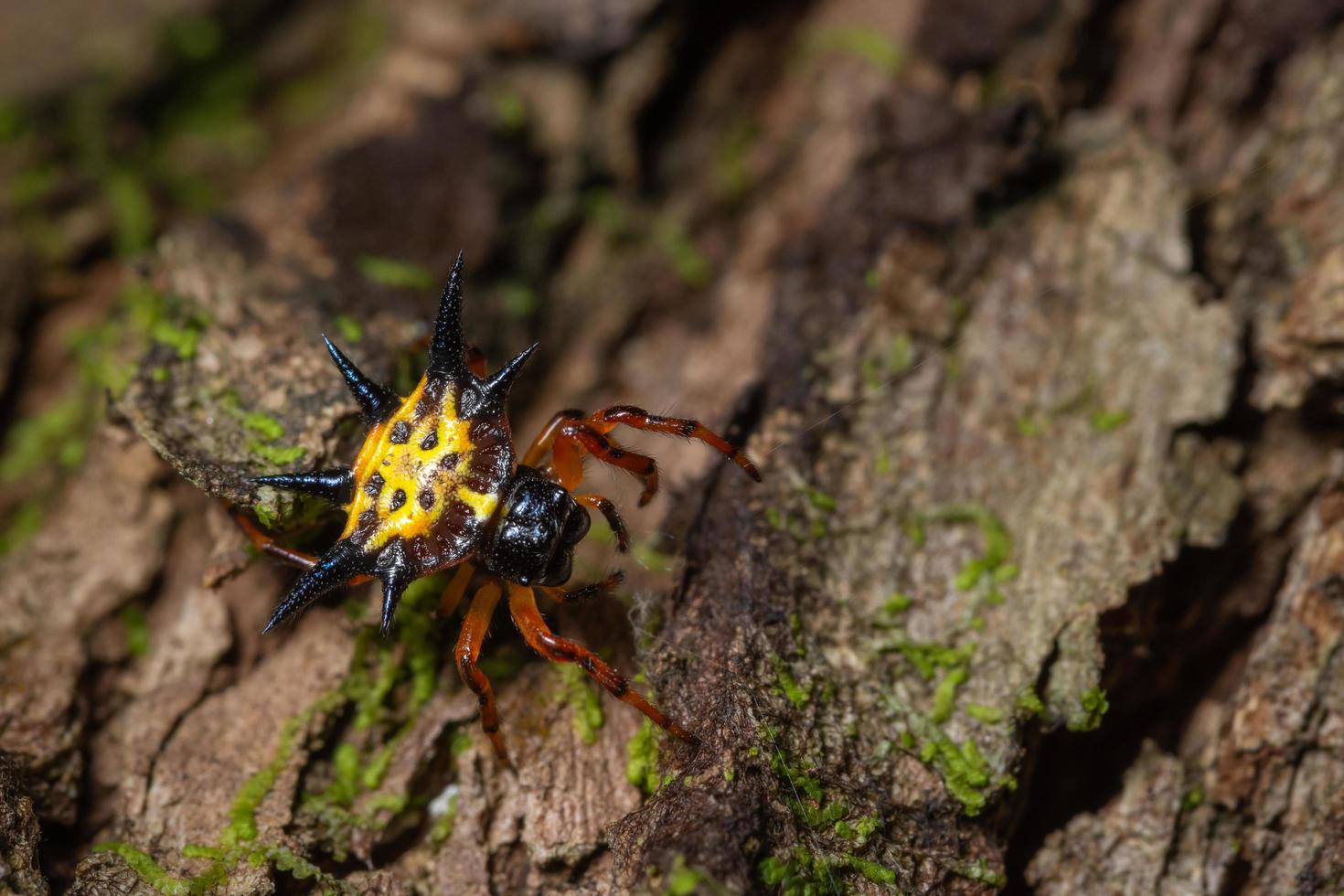 aranha em uma árvore foto