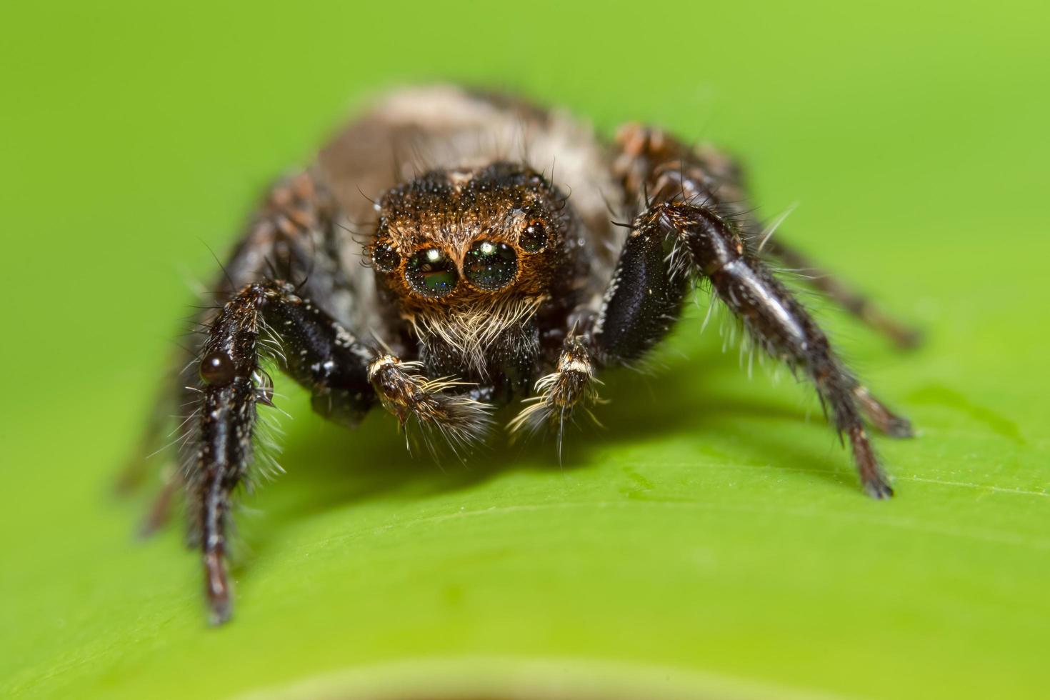 macro aranha em uma folha verde foto