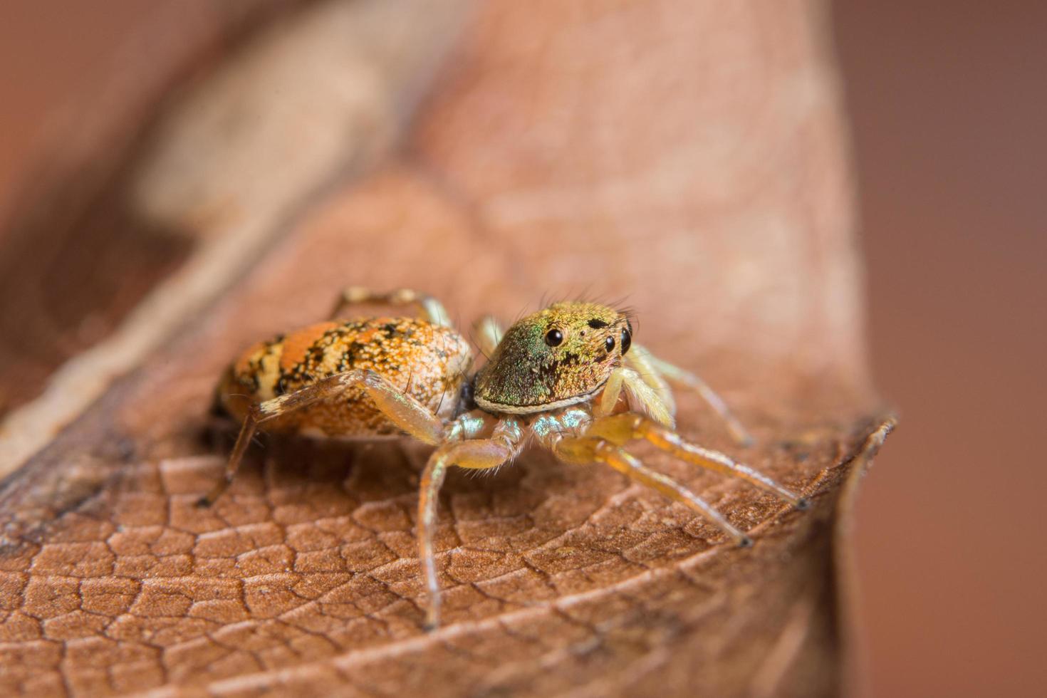 macro aranha em uma folha seca foto