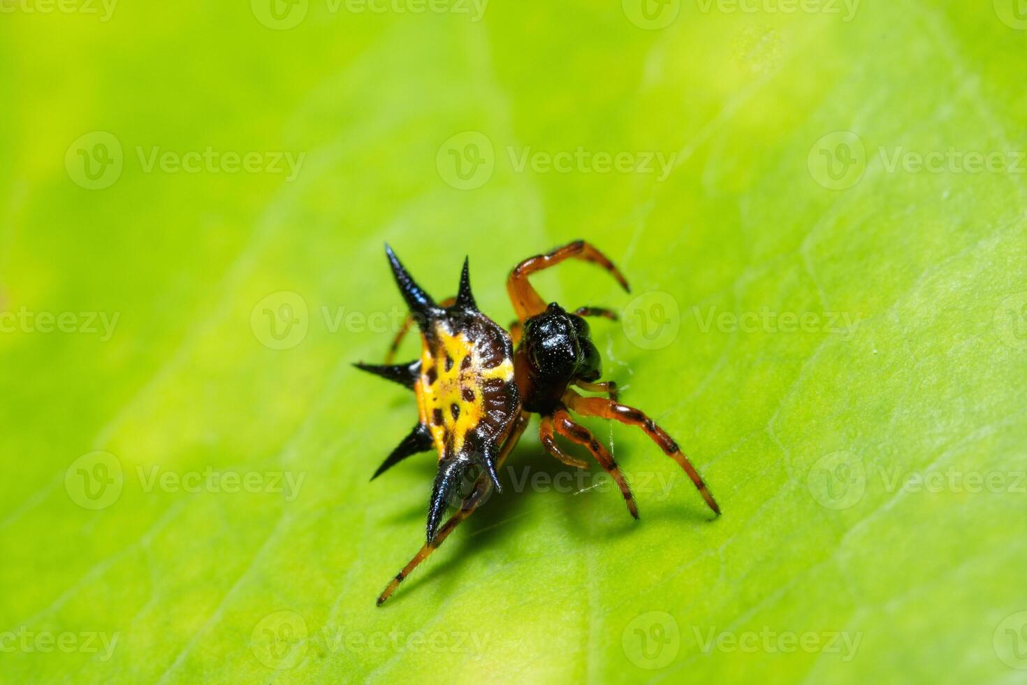 aranha em uma folha verde foto