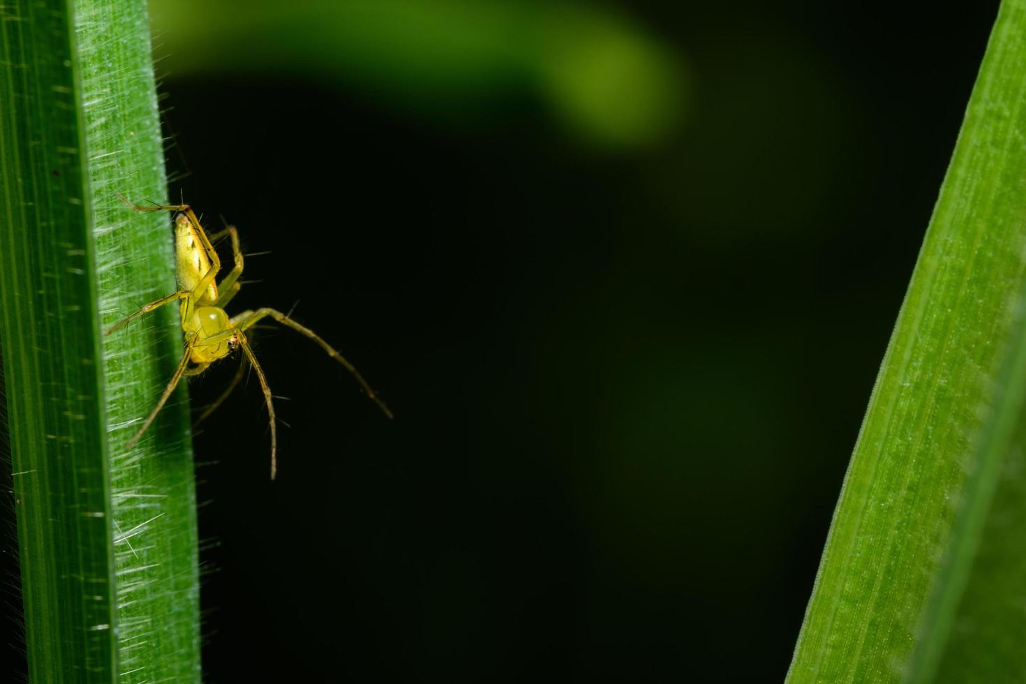 aranha em uma folha verde foto