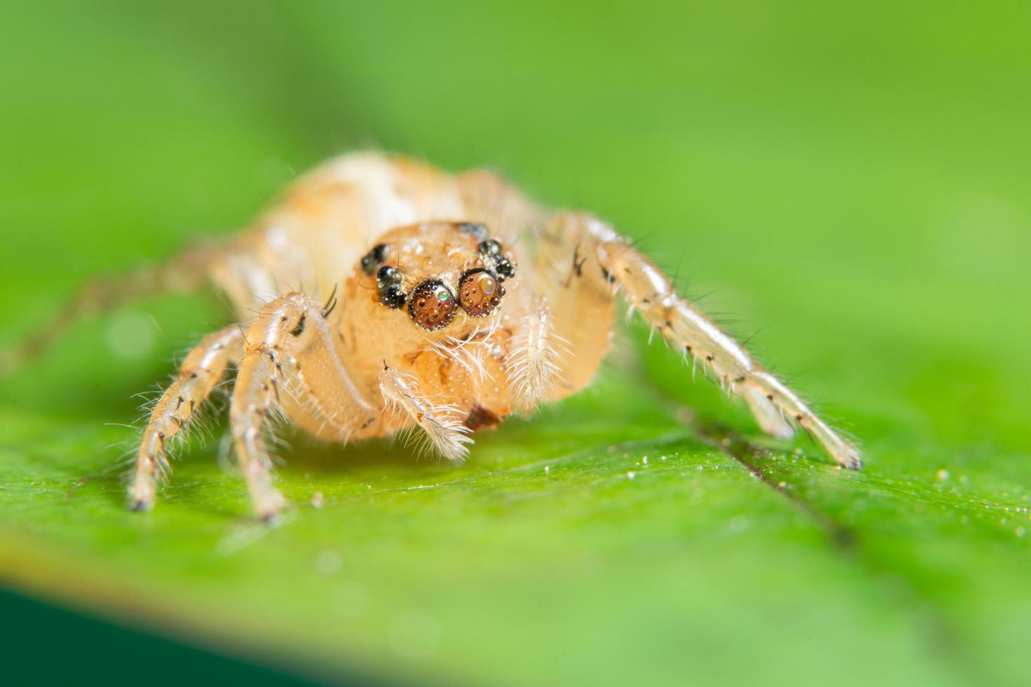 aranha em uma folha verde foto