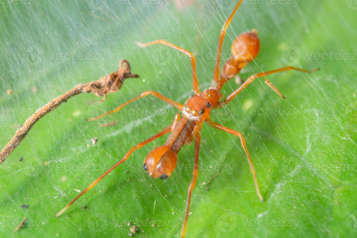 aranha em uma folha, close-up foto