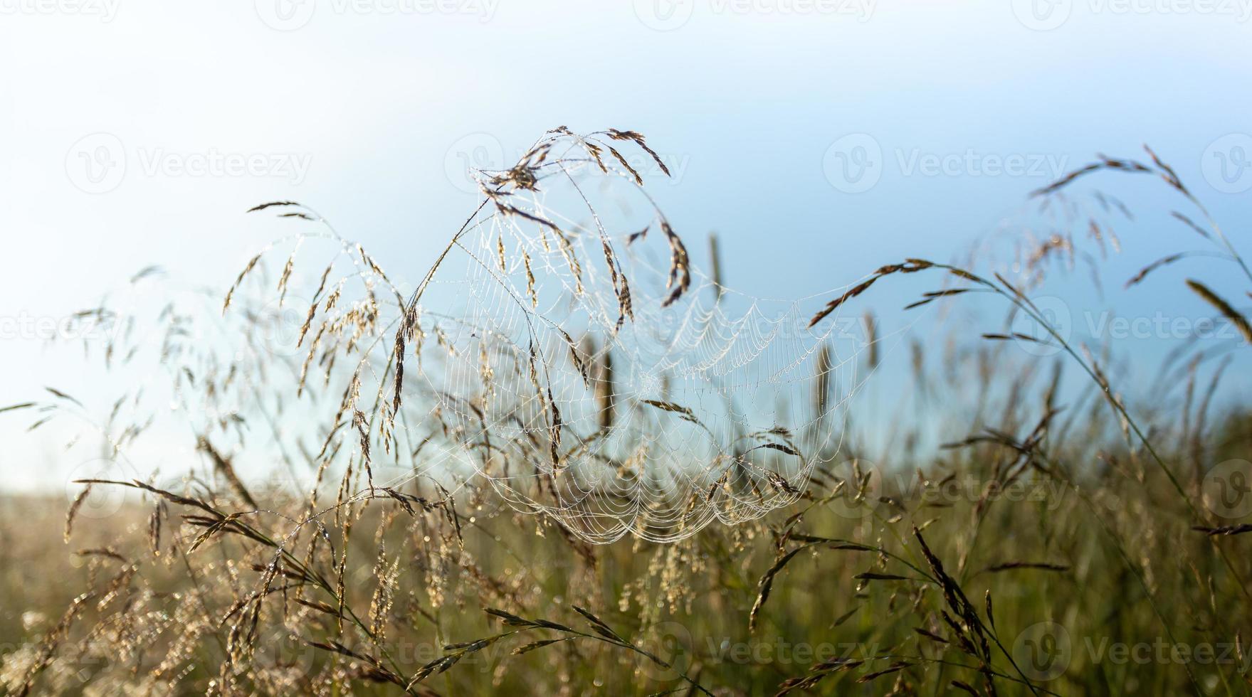 imagem natural com foco suave com teia de aranha fina na grama do prado ao amanhecer. tiro de baixo ângulo. foto